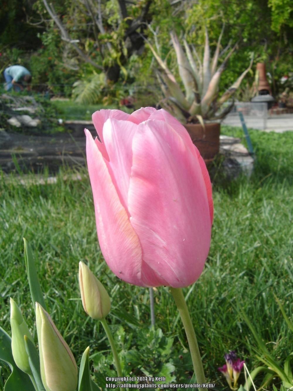 Photo of Darwin Hybrid Tulip (Tulipa 'Pink Impression') uploaded by Kelli
