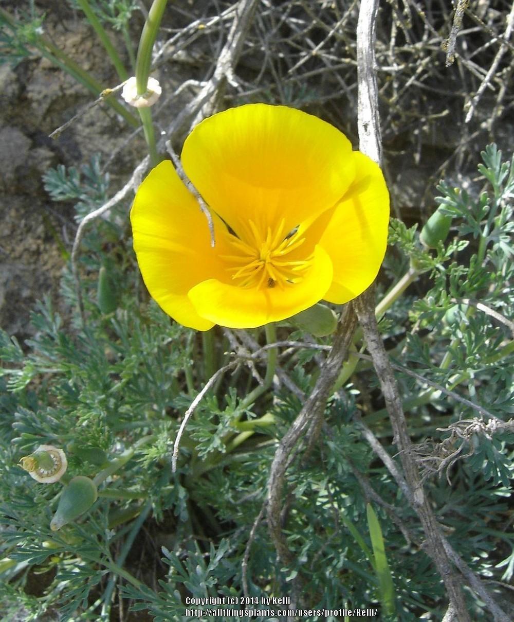 Photo of California Poppy (Eschscholzia californica) uploaded by Kelli