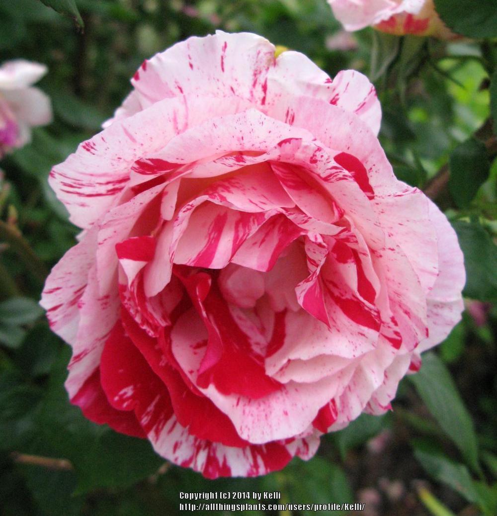 Photo of Rose (Rosa 'Peppermint Twist') uploaded by Kelli