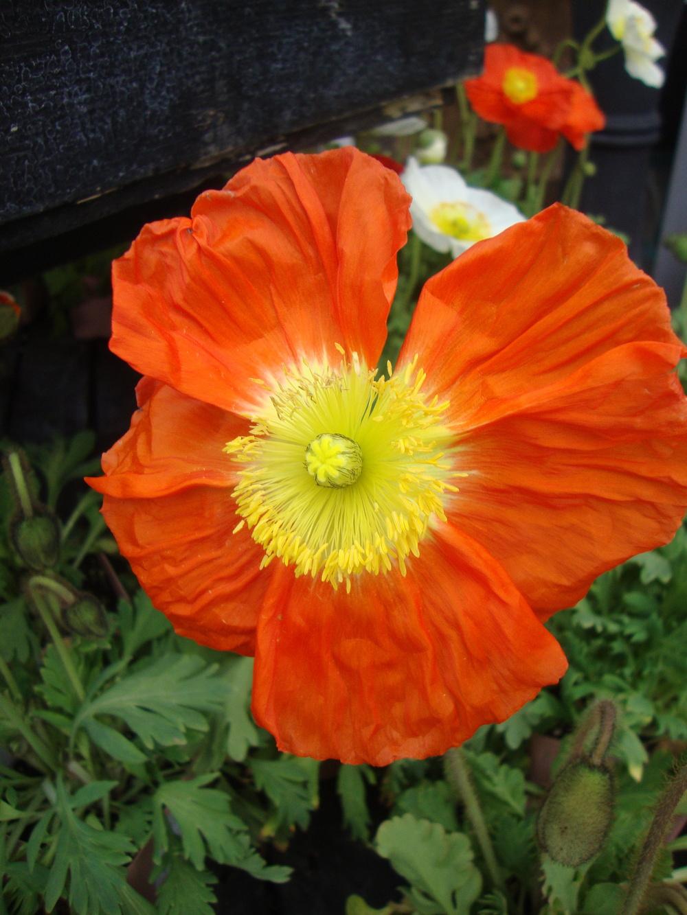 Photo of Iceland Poppy (Papaver nudicaule 'Champagne Bubbles') uploaded by Paul2032