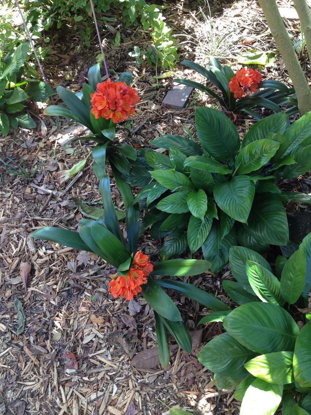 Photo of Clivias (Clivia) uploaded by Trux4