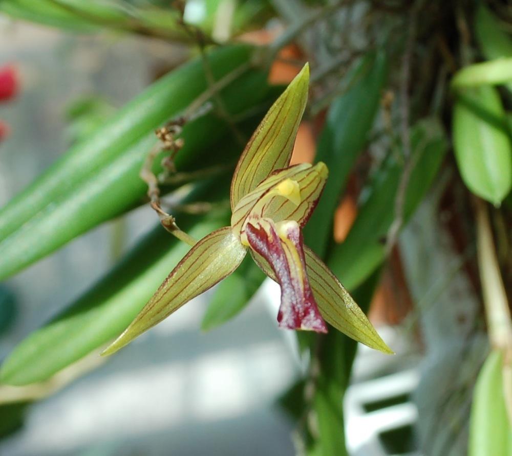 Photo of Orchid (Domingoa haematochila) uploaded by Ursula