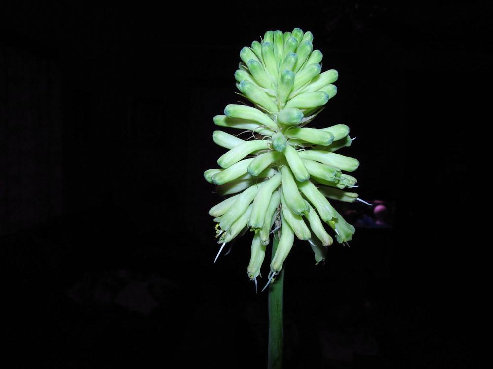 Photo of Forest Lily (Veltheimia bracteata 'Lemon Flame') uploaded by jmorth