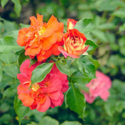 Location: Peggy Rockefeller Rose Garden
Date: August
credit: Kelvinsong
