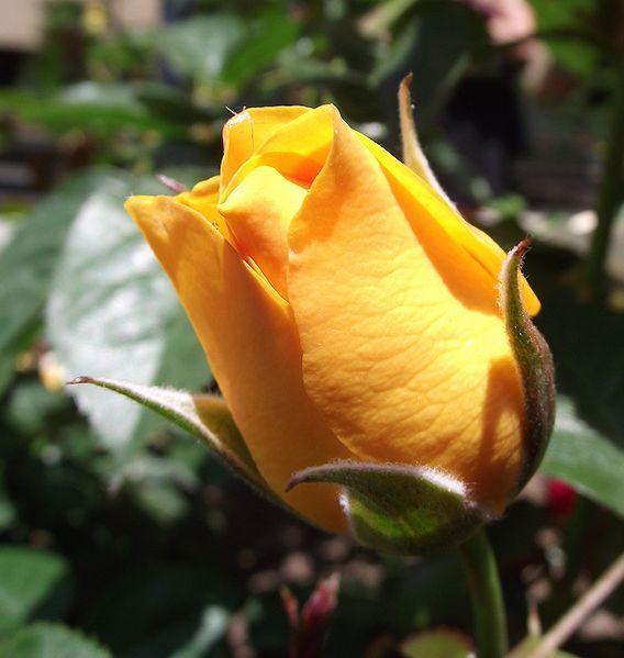 Photo of Floribunda Rose (Rosa 'Julia Child') uploaded by robertduval14