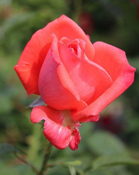 Photo of Rose (Rosa 'Lady Rose') uploaded by robertduval14
