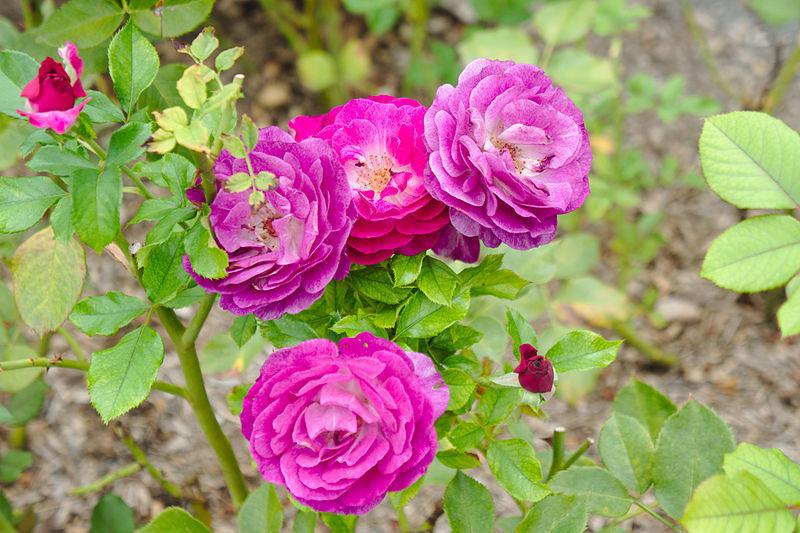 Photo of Rose (Rosa 'Wild Blue Yonder') uploaded by robertduval14