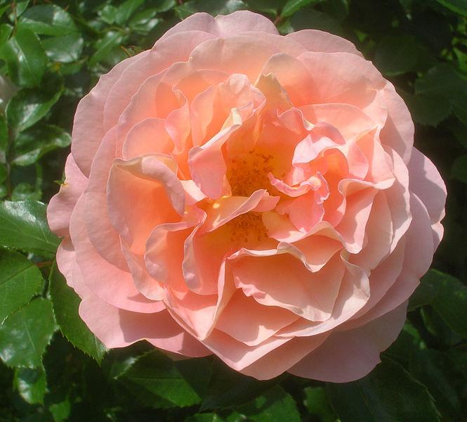 Photo of Rose (Rosa 'Sangerhauser Jubilaumsrose') uploaded by robertduval14
