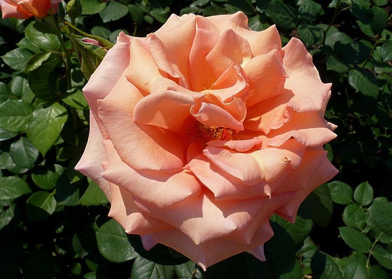 Photo of Rose (Rosa 'Sunset Celebration') uploaded by robertduval14