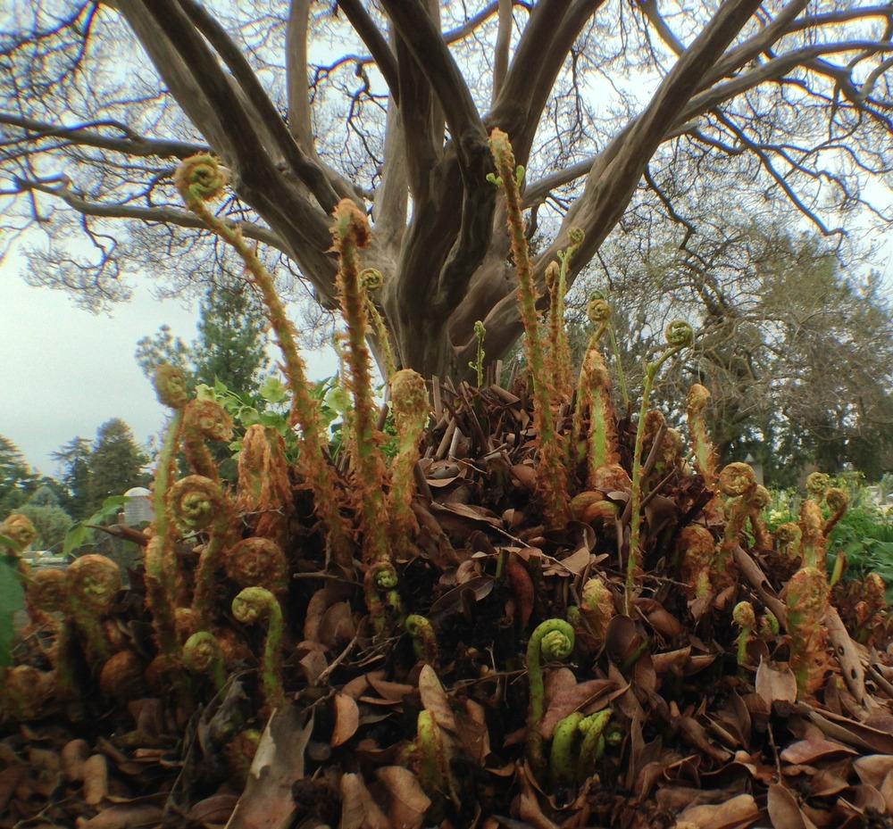 Photo of Giant Chain Fern (Woodwardia fimbriata) uploaded by HamiltonSquare