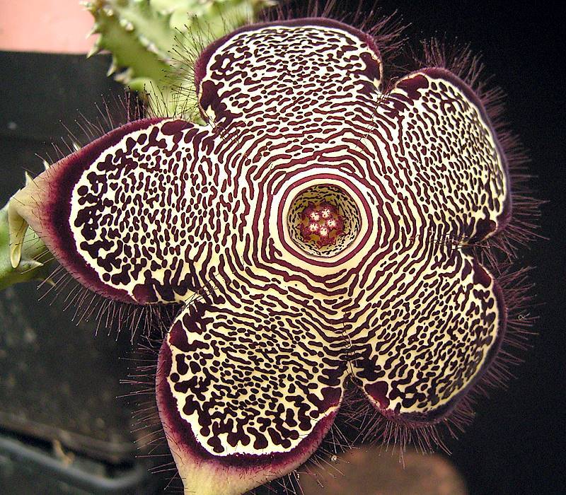 Photo of Persian Carpet Flower (Ceropegia sordida) uploaded by SongofJoy