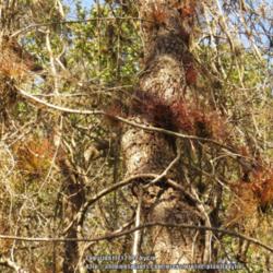Location: Merritt Island National Wildlife Refuge, Florida  
Date: 2014-03-01 
Tillandsia is abundant in the wildlife refuge