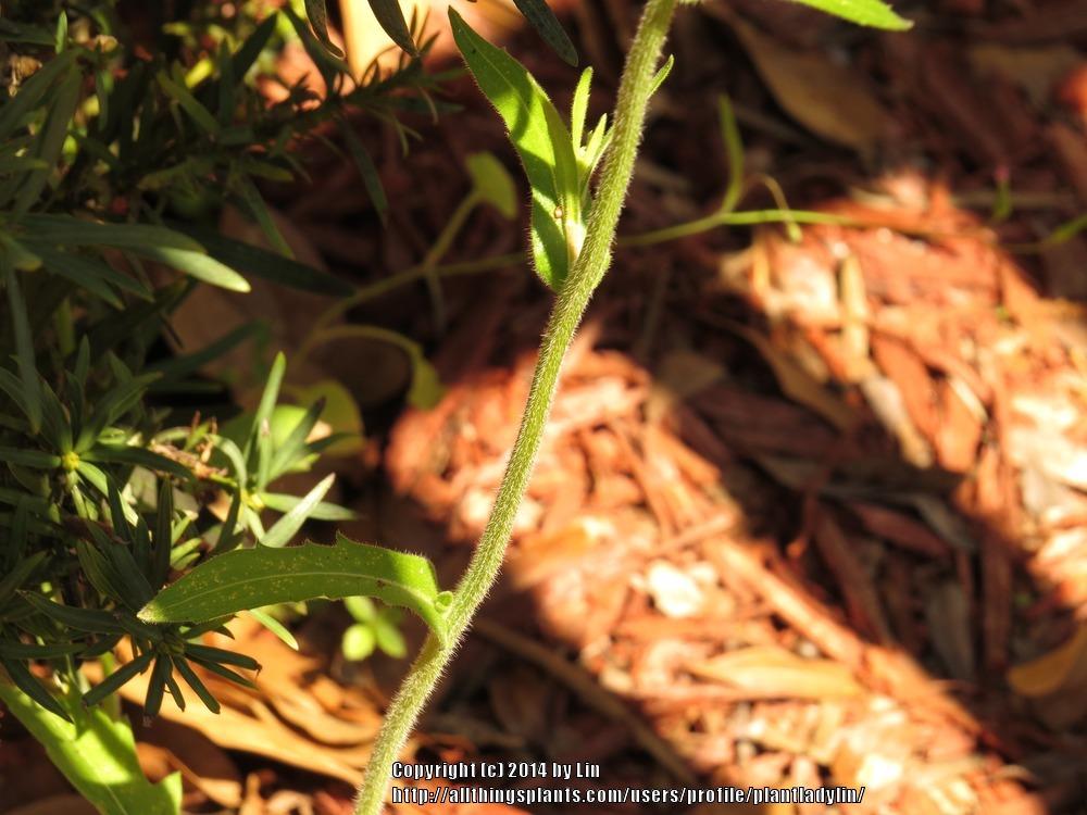 Photo of Robin's Fleabane (Erigeron pulchellus) uploaded by plantladylin