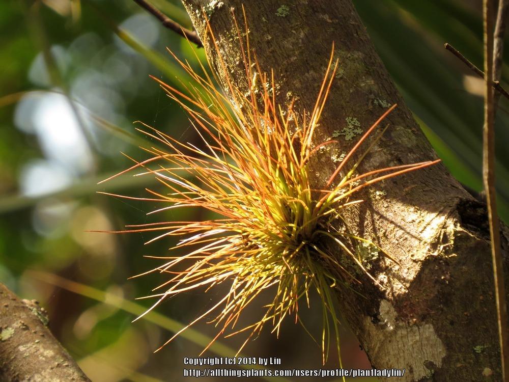 Photo of Southern needleleaf (Tillandsia setacea) uploaded by plantladylin