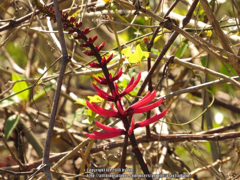 Photo of Cherokee Bean (Erythrina herbacea) uploaded by plantladylin