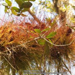 Location: Merritt Island National Wildlife Refuge, Florida 
Date: 2014-03-01 
Covering a tree branch