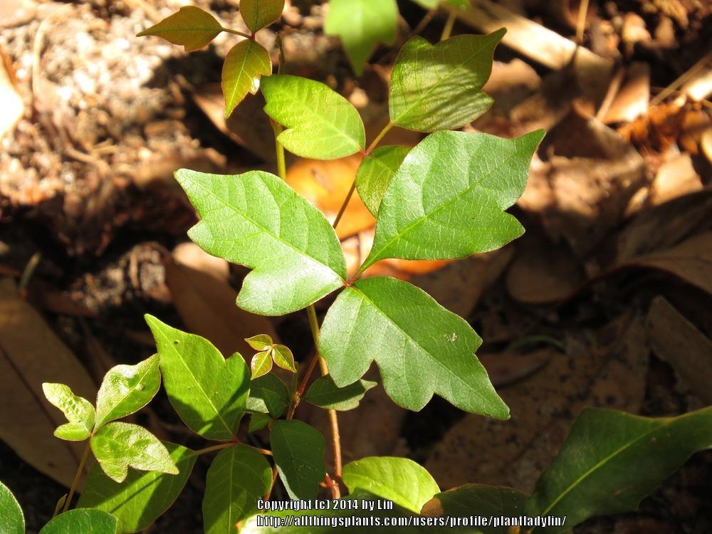 Photo of Poison Ivy (Toxicodendron radicans) uploaded by plantladylin
