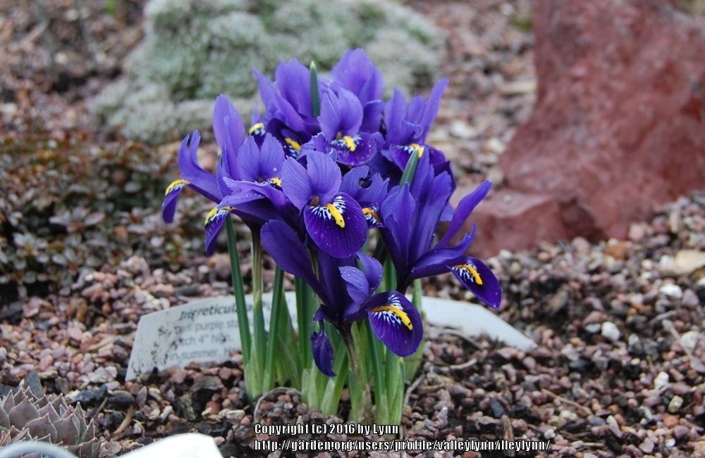 Photo of Reticulated Iris (Iris reticulata 'Pixie.') uploaded by valleylynn