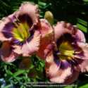 Growing Daylilies in the High Country