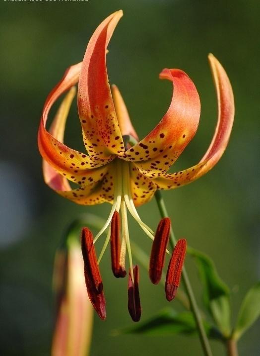 Photo of Lily (Lilium superbum) uploaded by pixie62560