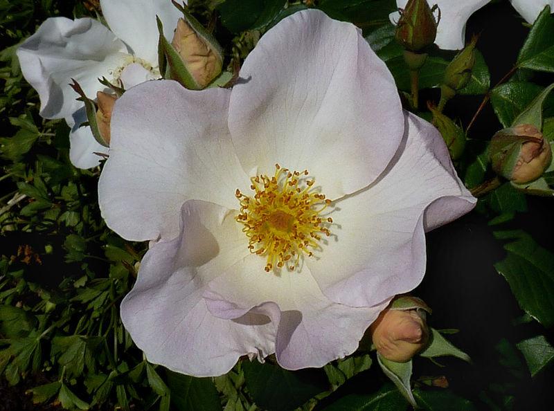 Photo of Rose (Rosa 'Sally Holmes') uploaded by robertduval14