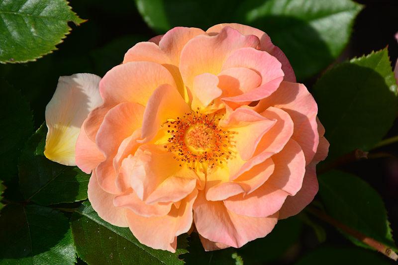 Photo of Rose (Rosa 'Arabia') uploaded by robertduval14