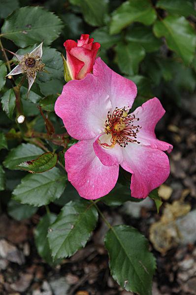 Photo of Rose (Rosa 'Dolomiti') uploaded by robertduval14