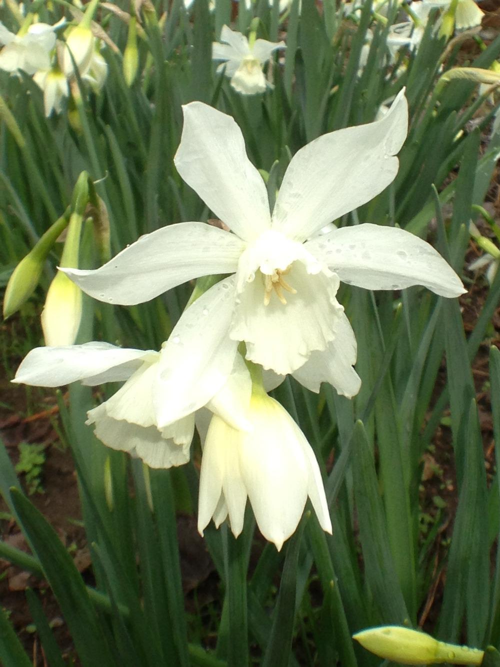 Photo of Triandrus Daffodil (Narcissus 'Thalia') uploaded by HamiltonSquare