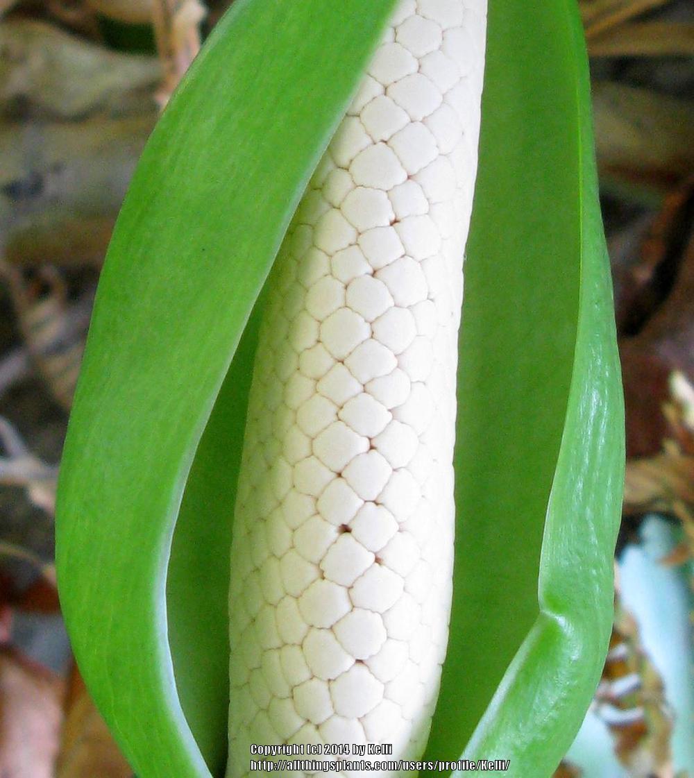 Photo of Split-Leaf Philodendron (Monstera deliciosa) uploaded by Kelli