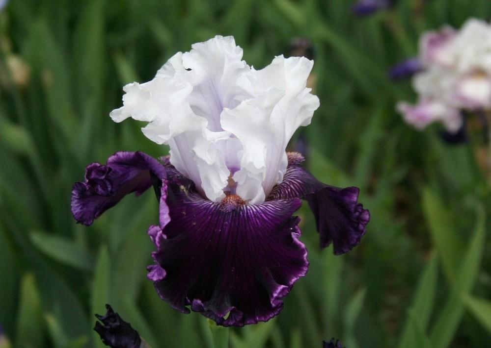Photo of Tall Bearded Iris (Iris 'Dinner Talk') uploaded by KentPfeiffer