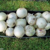 Harvested Onions Drying In Shade