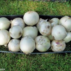 Location: My Gardens
Date: Late Summer 2009
Harvested Onions Drying In Shade