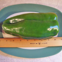 Location: My Gardens
Date: Summer 2008
Large Elongated Fruit 8+ Inches