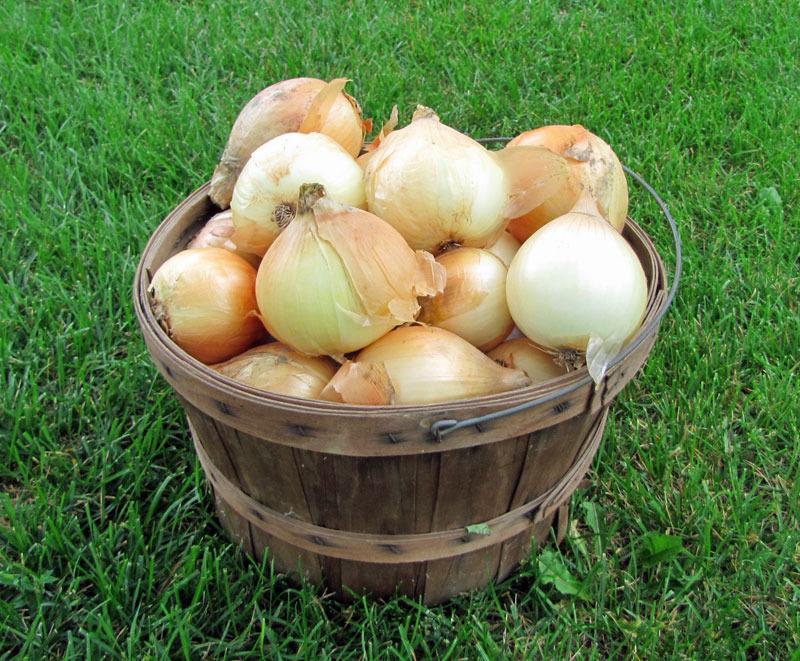 Photo of Onion (Allium cepa 'Walla Walla Sweet') uploaded by TBGDN