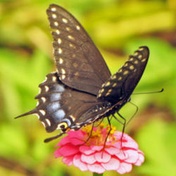 Location: My Gardens
Date: August 19, 2012
Zinnia Blooms Draw #Butterflies #Pollination