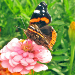 Location: My Gardens
Date: August 19, 2012
Zinnia Bloom Attracts #Butterflies #Pollination