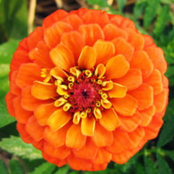 Location: My Gardens
Date: July 1, 2012
Bright Orange