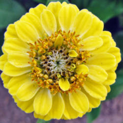 Location: My Gardens
Date: July 1, 2012
A Good Yellow Hue