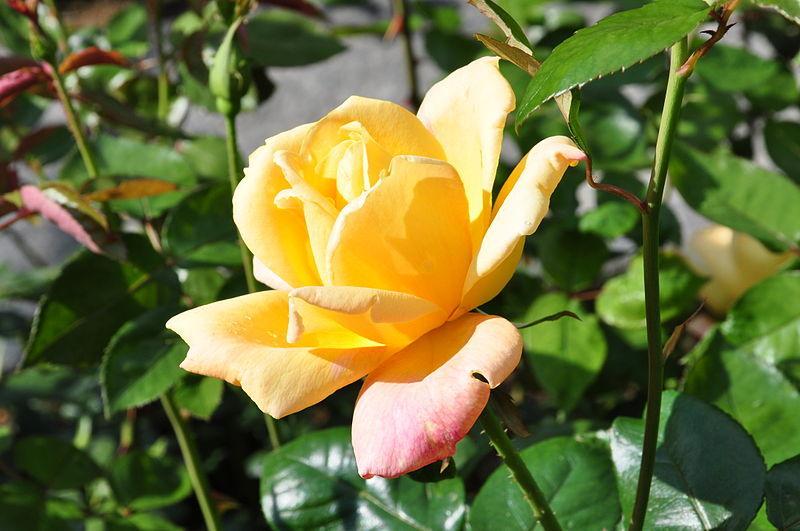Photo of Rose (Rosa 'Sutter's Gold') uploaded by robertduval14