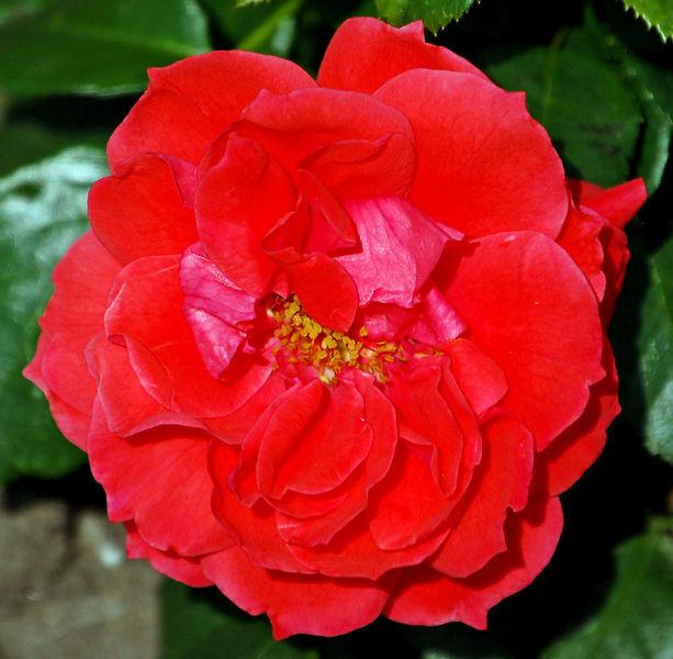 Photo of Rose (Rosa 'Cherry Girl') uploaded by robertduval14