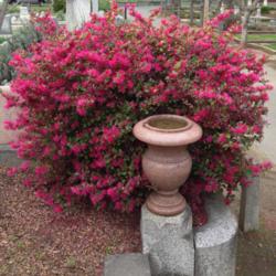 Location: Hamilton Square perennial garden Historic City Cemetery, Sacramento CA.
Date: 2014-03-02