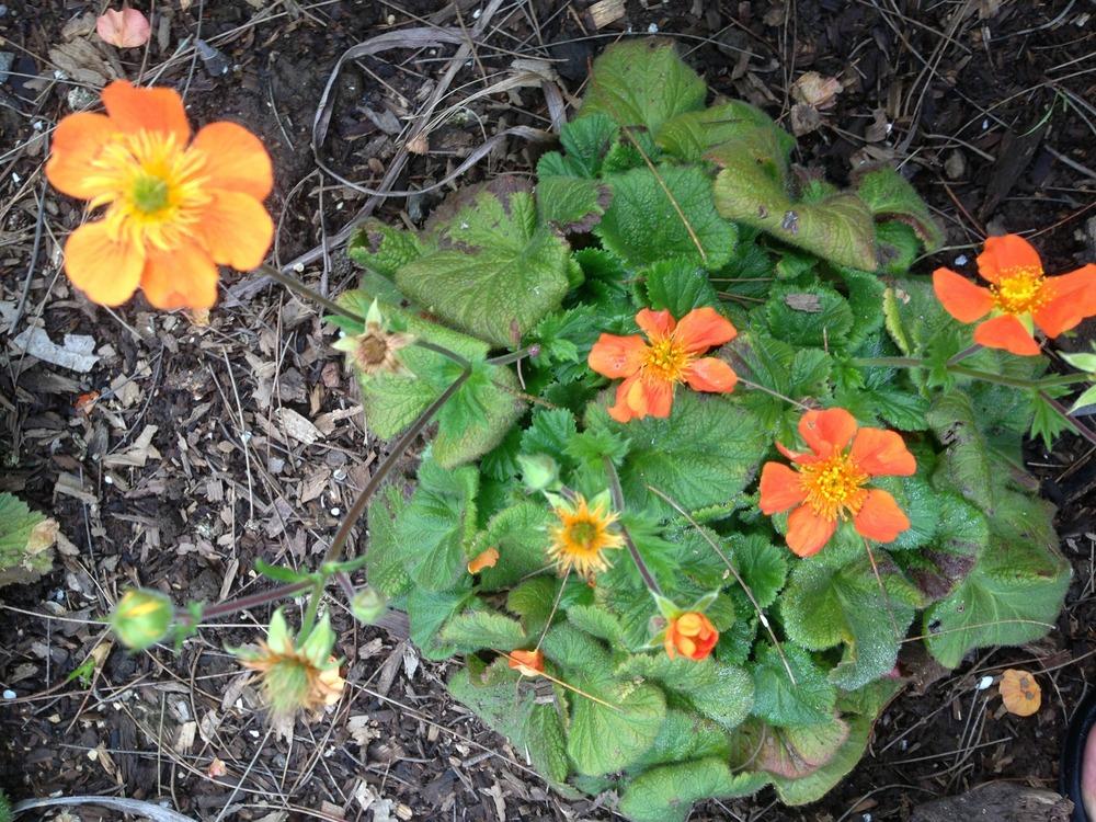 Photo of Avens (Geum coccineum 'Cooky') uploaded by HamiltonSquare