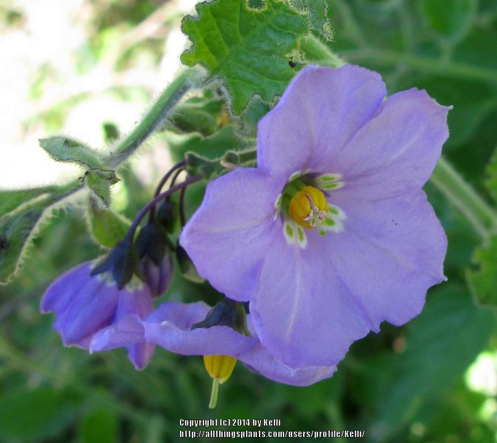 Photo of Purple Nightshade (Solanum xanti) uploaded by Kelli