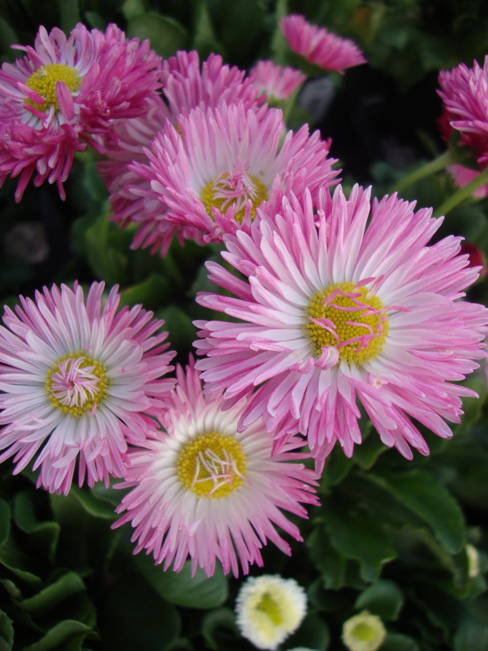 Photo of English Daisy (Bellis perennis 'Robella') uploaded by Paul2032