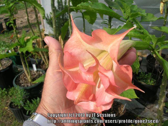 Photo of Angel's Trumpet (Brugmansia 'Whitney') uploaded by gone2seed