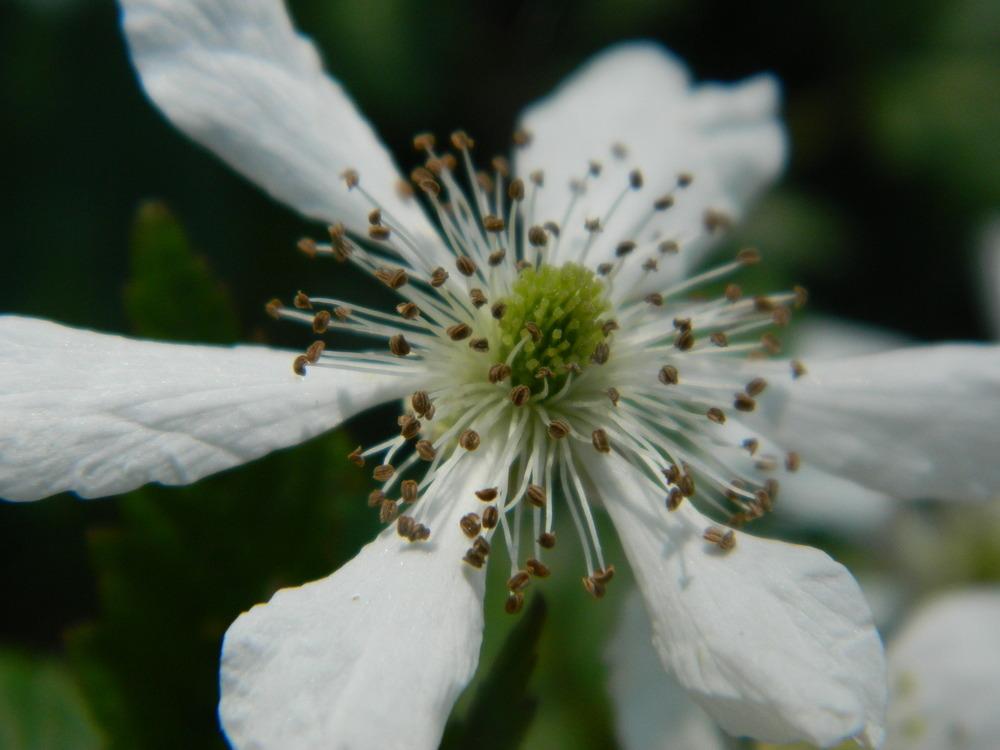 Photo of Southern Dewberry (Rubus trivialis) uploaded by wildflowers