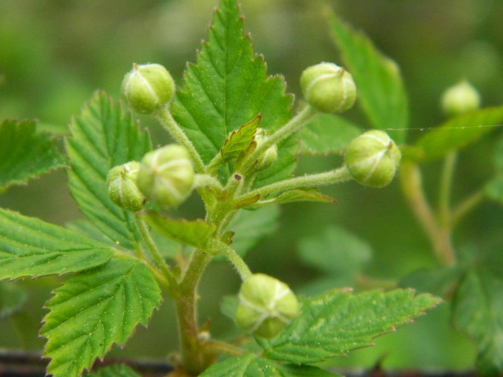 Photo of Southern Dewberry (Rubus trivialis) uploaded by wildflowers