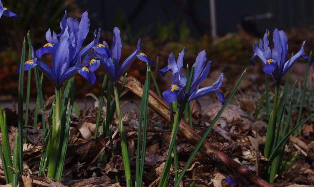 Photo of Reticulated Iris (Iris reticulata 'Cantab') uploaded by dirtdorphins