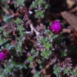 Location: My Garden, Utah
Date: 2014-03-05
Saxifraga oppositifolia 'Theoden'