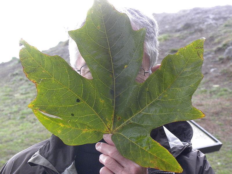 Photo of Big-Leaf Maple (Acer macrophyllum) uploaded by robertduval14